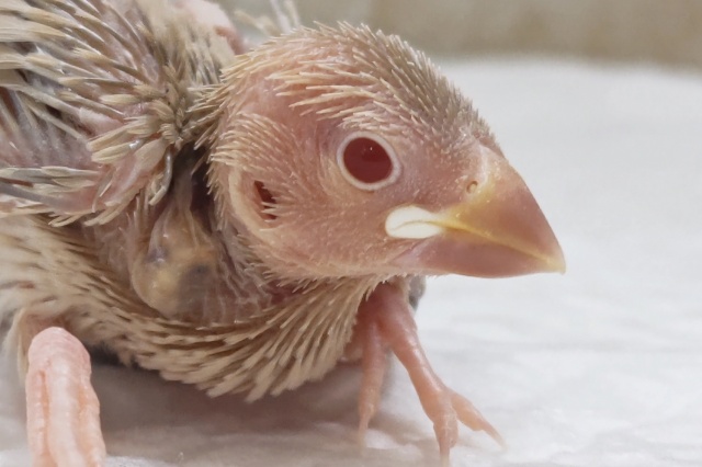 キレイな色合いたまらん～✨ シナモン文鳥🐣