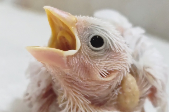 やっぱり魅力はこの白～🤍 白文鳥🐣