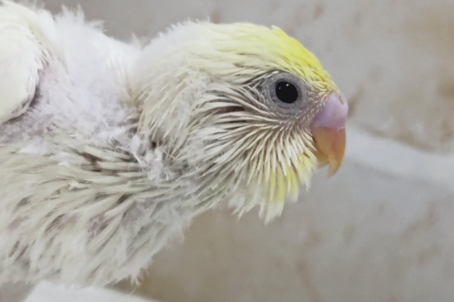 とろける色合いにメロメロ～🍯 セキセイインコ(クリーム)