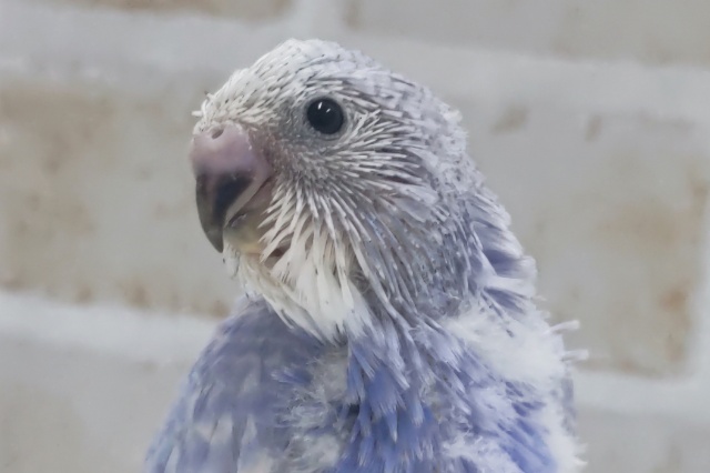 素敵な色合いに注目～🫐 セキセイインコ(ブルースパングル)