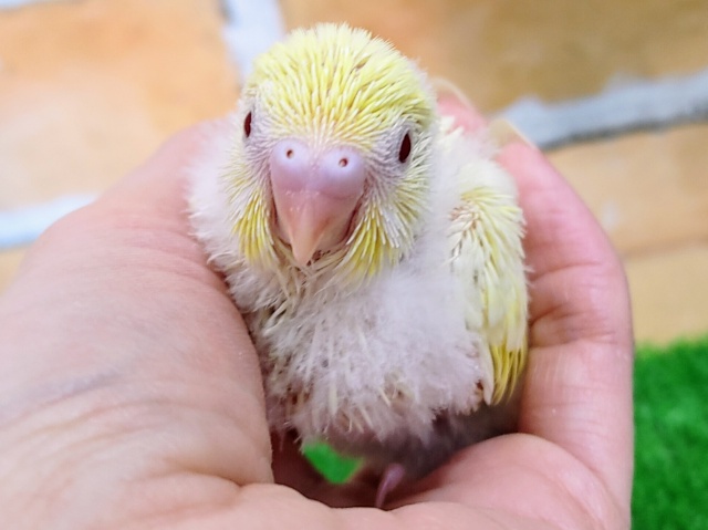 レア❤セキセイインコのヒナ(クリームイノ)入荷しました❤