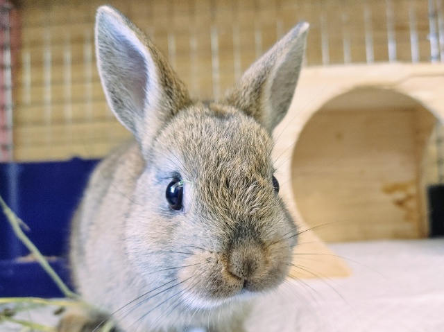 落ち着きカラー🍀ネザーランドドワーフラビット(チェスナット)入荷しました❤