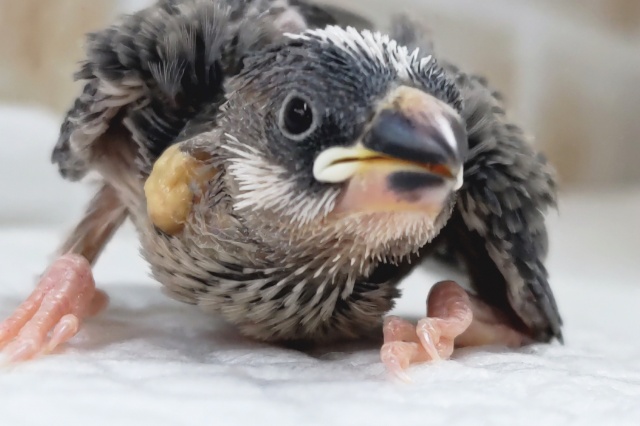 そろそろ桜の季節～🌸 桜文鳥🐣