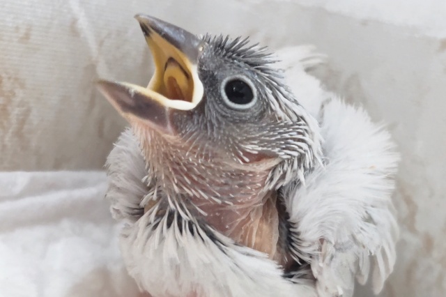 ギラっと色合いたまらない～✨ シルバー文鳥🐣