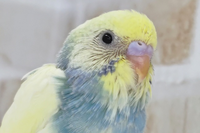 色合い少し濃いめの～🌈 セキセイインコ(パステルレインボーパイド)