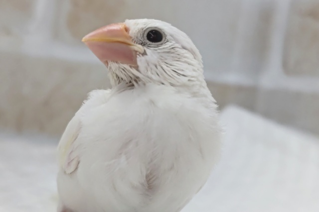 もちっと魅力たっぷり～🤍 白文鳥🐣