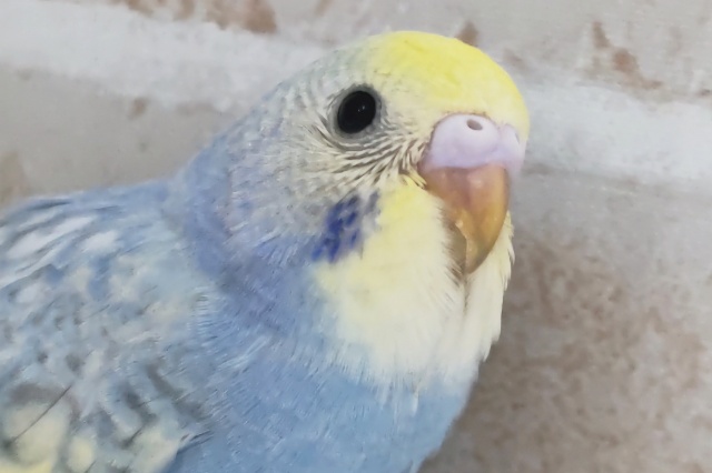 めちゃキレイなブルー💙 セキセイインコ(パステルレインボースパングル)