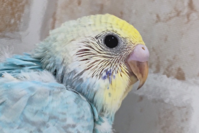 パステルスカイブルー🌈 セキセイインコ(パステルレインボー)