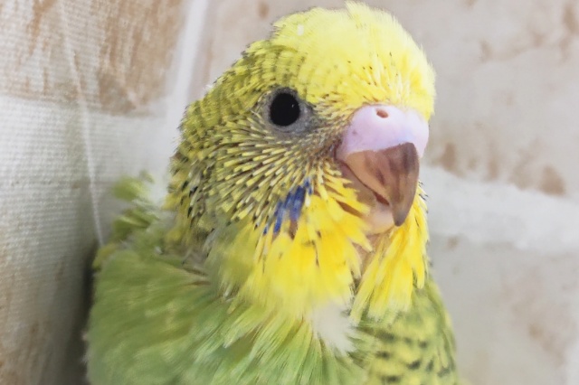 少しダークな色合い～🍀 セキセイインコ(グリーンスパングル)