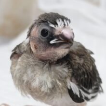 ちょこんとかわいい～🩷 十姉妹🐣