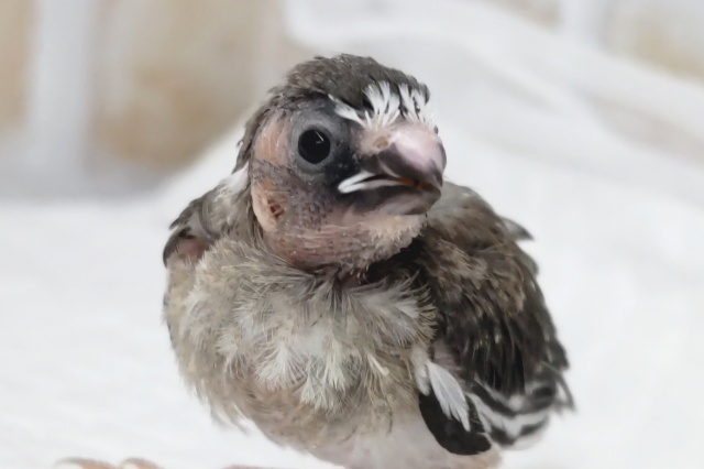 ちょこんとかわいい～🩷 十姉妹🐣