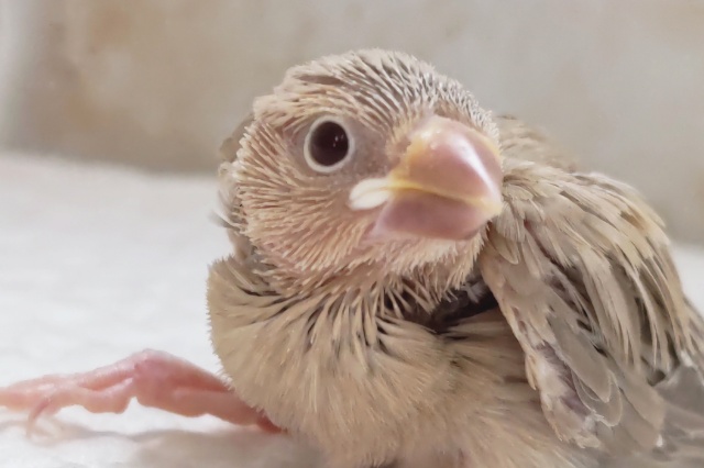 ゴージャスさん降臨～🌟 シナモン文鳥🐣