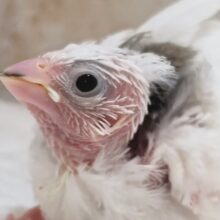 白のかわいい子～🤍 十姉妹🐣