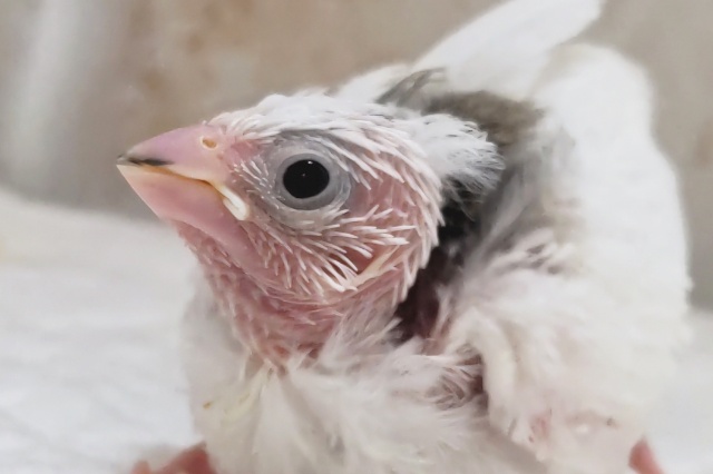 白のかわいい子～🤍 十姉妹🐣