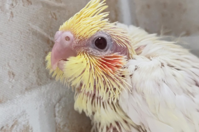 ゆらゆら～優雅に～✨ オカメインコ(ルチノー)