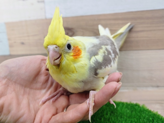 人気カラー🐦オカメインコのヒナ(シナモンパイド)入荷しました❤
