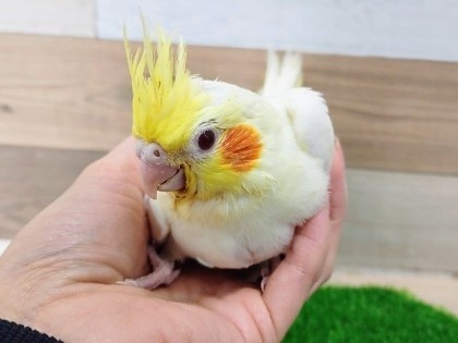 白オカメ✨オカメインコのヒナ(ルチノー)入荷しました❤