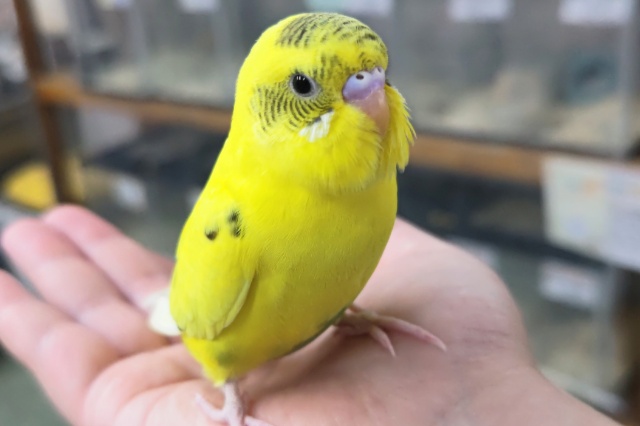 🌟最新画像🌟 ピカッと黄色が光ってる～✴️ セキセイインコ(ハルクイン)