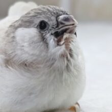 白が可愛い過ぎる～🤍 キンカチョウ🐣