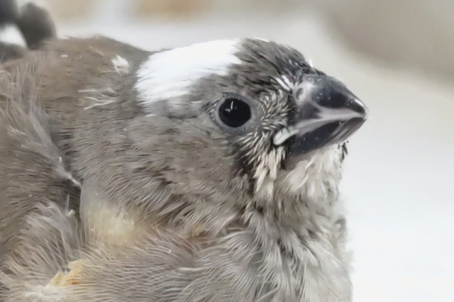 もちっとかわいい～🌞 キンカチョウ🐣