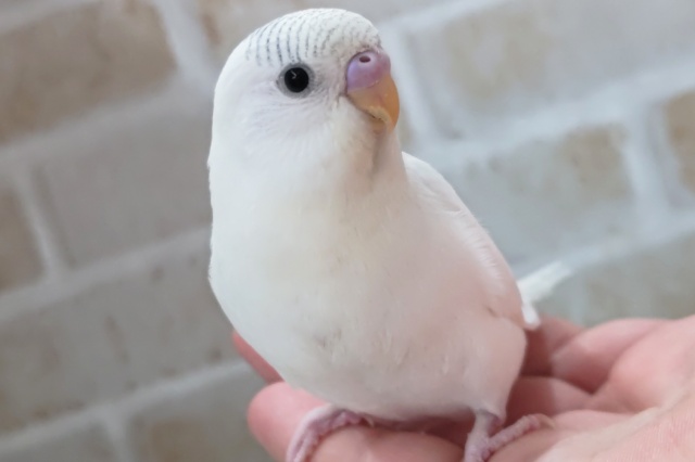 🌟最新画像🌟 真っ白色変わり～🌨️ セキセイインコ