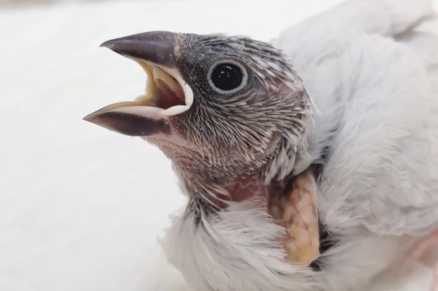 🌟最新画像🌟 ギラっとその先に～💨 シルバー文鳥🐣