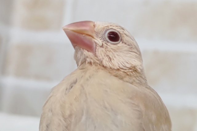 🌟最新画像🌟 今週もゴージャス～✨ シナモン文鳥🐣