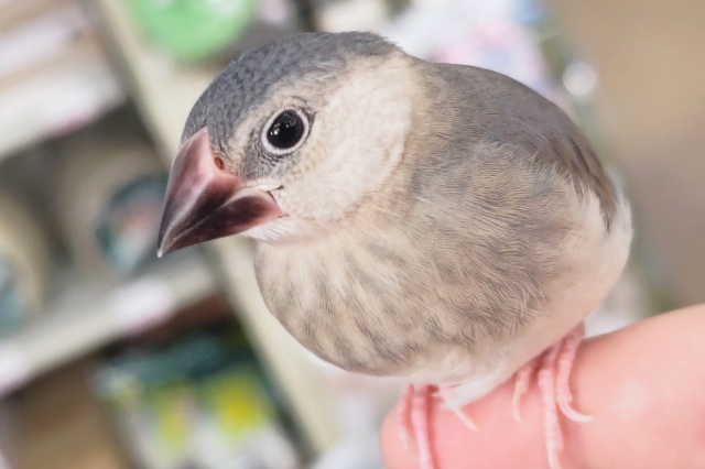 🌟最新画像🌟 元気に桜咲く～🌸 桜文鳥🐣
