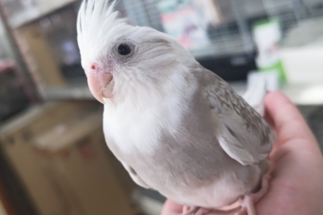 🌟最新画像🌟 魅力いっぱいシナモンさん~✨ オカメインコ(WFシナモンパールパイド) 🌟最新画像🌟 魅力いっぱいシナモンさん~✨ オカメインコ(WFシナモンパールパイド)