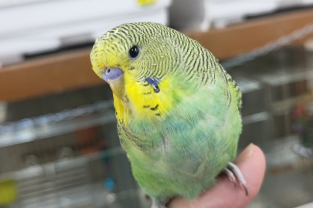 🌟最新画像🌟 キリッとジャンボ～🍈 ジャンボセキセイインコ(ノーマル)