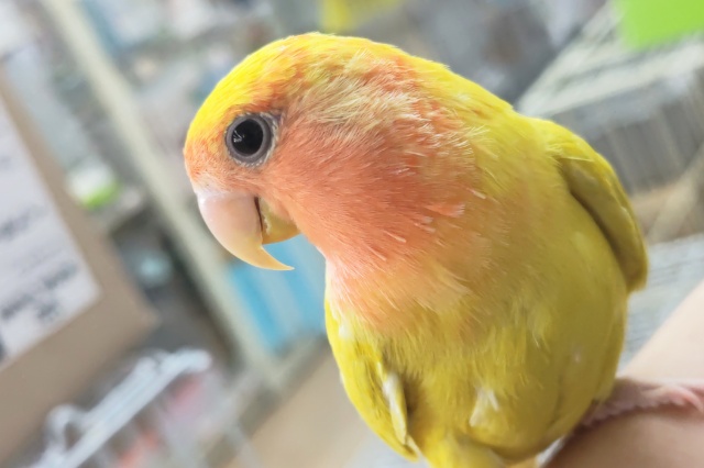 🌟最新画像🌟 フレッシュ～ピカッ！🍍 コザクラインコ(ルチノーオパーリン)