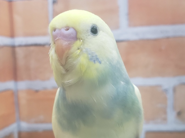 いい感じにそだちました！パステルレインボーパイドのセキセイインコ