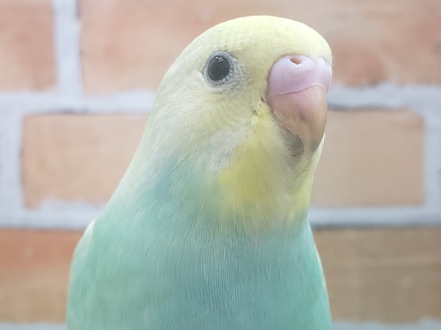 良い感じにそだちました！パステルレインボースパングルのセキセイインコ