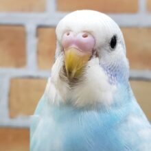 鮮やかブルースパングルのセキセイインコです～