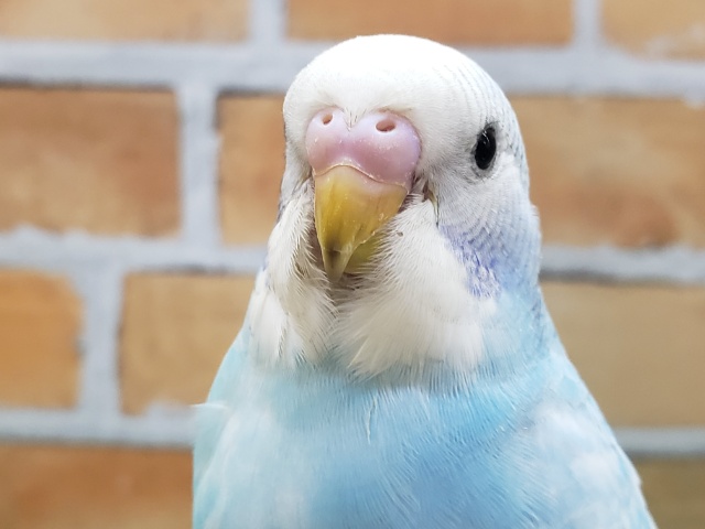 鮮やかブルースパングルのセキセイインコです～