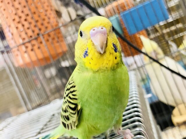 【最新画像更新☆☆】お！お～お～・・・オパーリンです！(; ･`д･´)　セキセイインコ