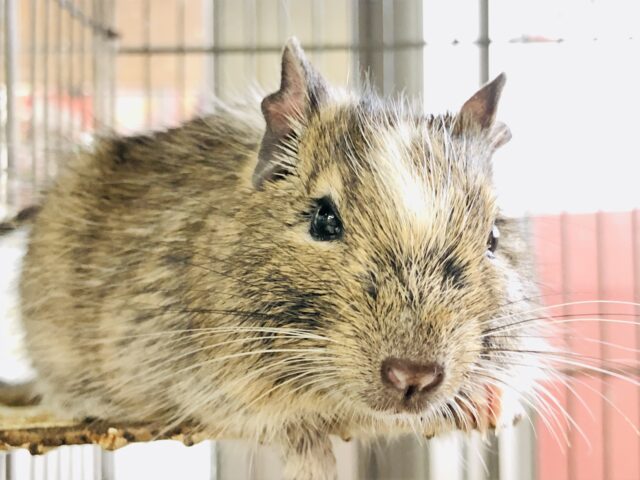 【最新画像更新☆☆】ベビーデグーがやってきました♪　デグー