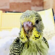大物セキセイが登場！！　ジャンボセキセイインコ