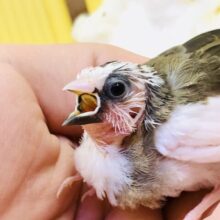 【最新画像更新☆☆】スモールベビーがきた～　十姉妹