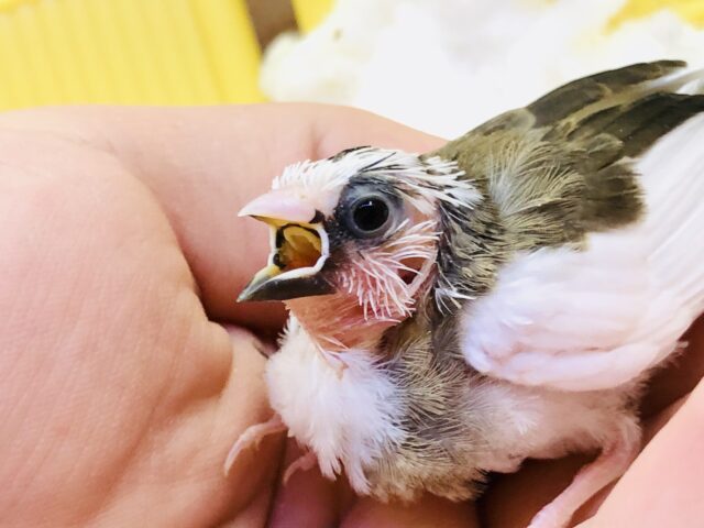 【最新画像更新☆☆】スモールベビーがきた～　十姉妹