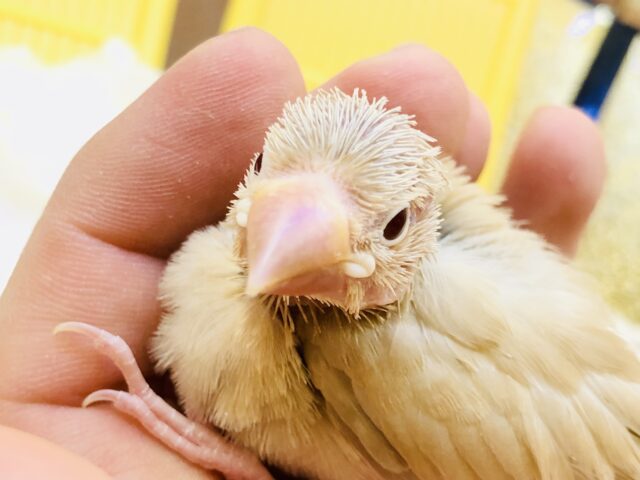 【最新画像更新☆☆】人気の淡いカラー　シナモン文鳥