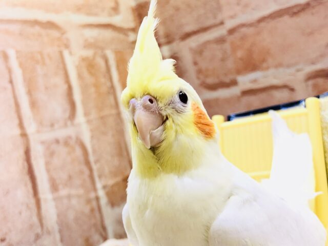 【最新画像更新☆☆】早く～早く～ご飯を～・・・　オカメインコ