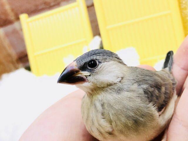 【最新画像更新☆☆】桜ひら～ひら～♪やってきた～♪　桜文鳥