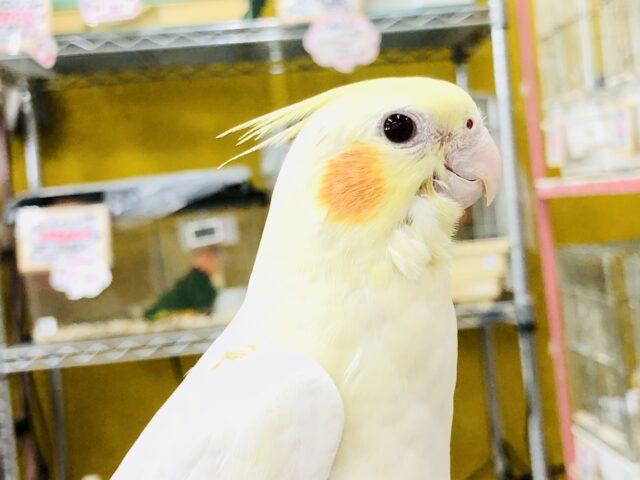 【最新画像更新☆☆】不動の人気にして王道カラー！！　オカメインコ