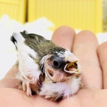 やってきました！！　十姉妹ヒナちゃん(^^♪