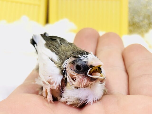 やってきました!! 十姉妹ヒナちゃん(^^♪ やってきました!! 十姉妹ヒナちゃん(^^♪