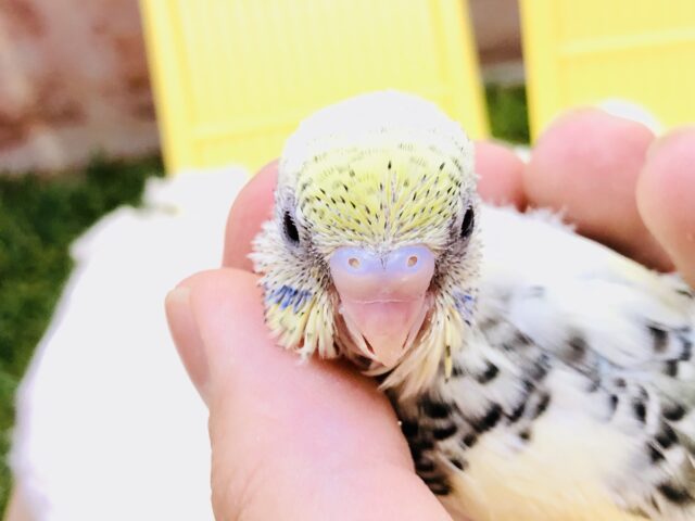 魅惑のカラーがやってきました(^^♪　セキセイインコ