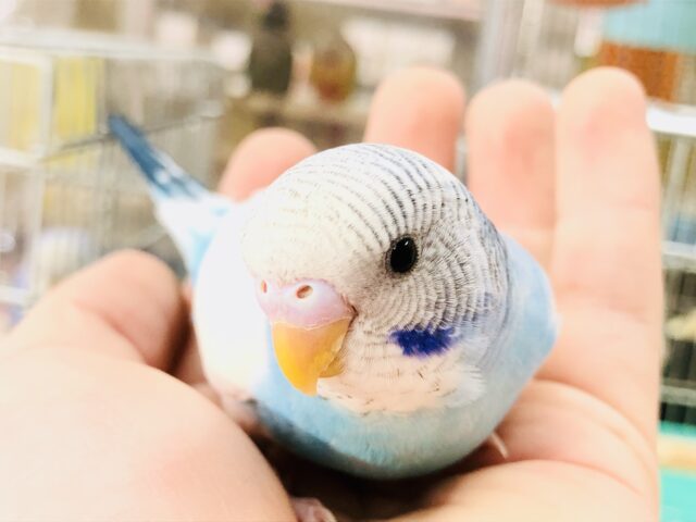 【最新画像更新☆☆】鉄板人気カラー！！　セキセイインコ