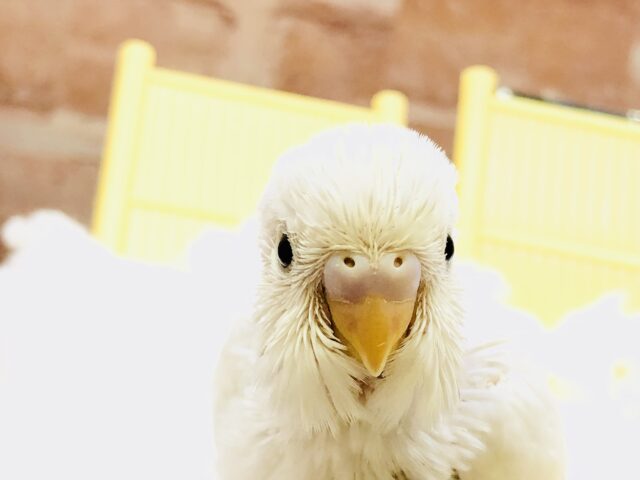黒目がパチパチ人気カラー　セキセイインコ
