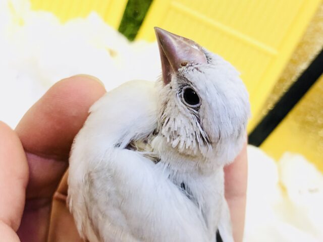 【最新画像更新☆☆】銀ピカピカの文さん♪　シルバー文鳥
